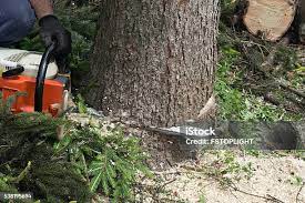 Trusted Amherst, VA Tree Care Experts