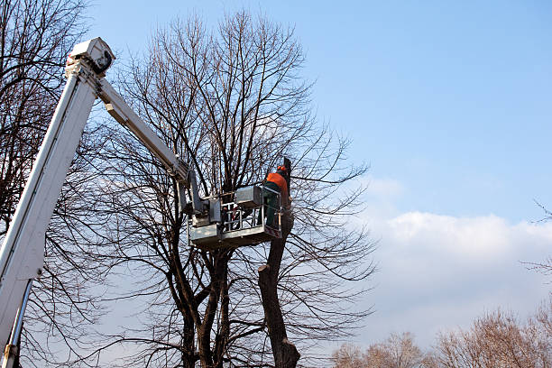 Mulching Services in Amherst, VA